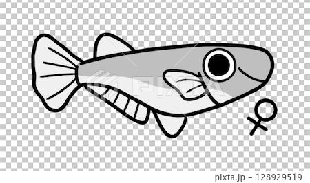 雌性鱂魚(單色) 雌性鱂魚(單色) 128929519