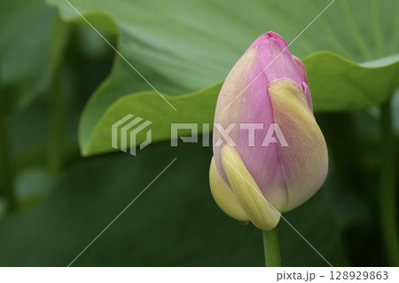 蓮の花、蕾、開き始めた蕾 128929863