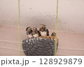 ツバメの巣ですくすく成長するひな鳥 128929879