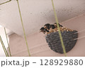 ツバメの巣ですくすく成長するひな鳥 128929880