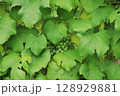 ワイン用ぶどう畑 128929881