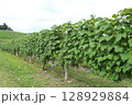 ワイン用ぶどう畑 128929884