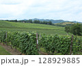 ワイン用ぶどう畑 128929885