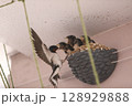 ツバメの巣ですくすく成長するひな鳥 128929888