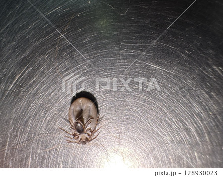 Bug is sitting on a shiny surface Bug is sitting on a shiny surface 128930023