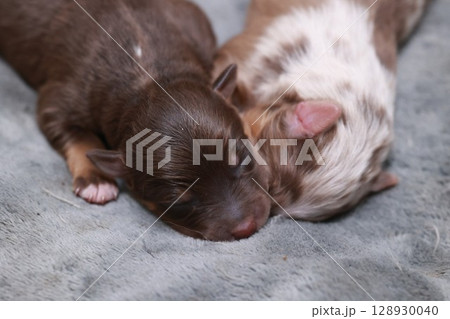 Two puppies are sleeping on a blanket Two puppies are sleeping on a blanket 128930040