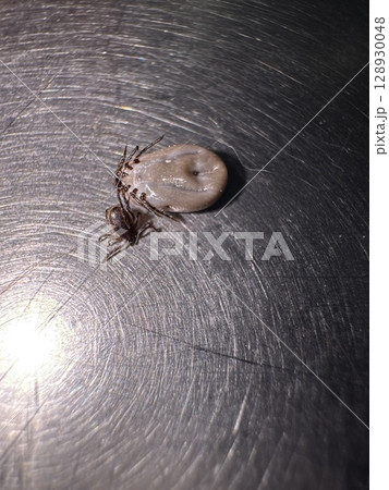 Bug is laying on a table 128930048