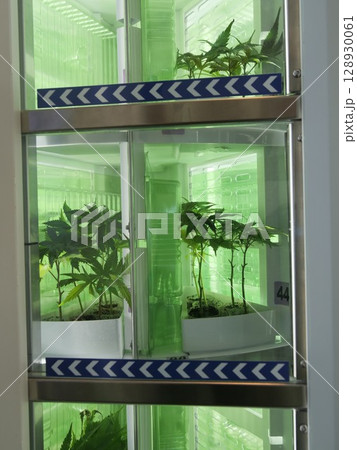 Green plant is growing in a glass container Green plant is growing in a glass container 128930061