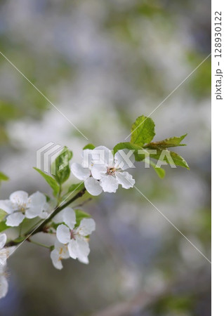 Close up of a white flower with a green stem 128930122