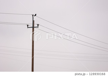 A power line pole with a bird perched on it A power line pole with a bird perched on it 128930168