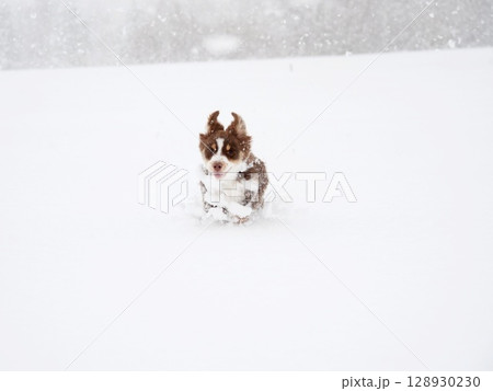 Dog is running through the snow Dog is running through the snow 128930230