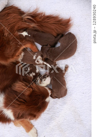 A mother dog is laying on a white blanket with her puppies A mother dog is laying on a white blanket with her puppies 128930240