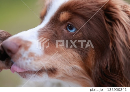 A brown and white dog with a blue eye A brown and white dog with a blue eye 128930241