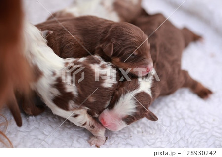A group of puppies are sleeping on a white blanket 128930242
