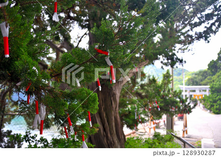 中部地方・伊豆半島・大瀬崎・淡水の神池で有名な大瀬神社、おみくじのイメージ・静岡県沼津市西浦(2) 中部地方・伊豆半島・大瀬崎・淡水の神池で有名な大瀬神社、おみくじのイメージ・静岡県沼津市西浦(2) 128930287
