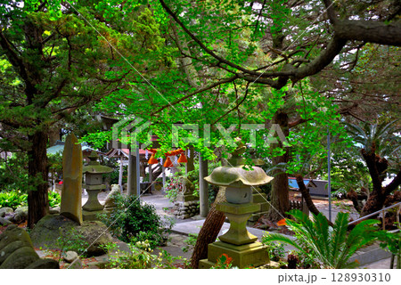 中部地方・伊豆半島・大瀬崎・淡水の神池で有名な大瀬神社、境内のイメージ・静岡県沼津市西浦(3) 中部地方・伊豆半島・大瀬崎・淡水の神池で有名な大瀬神社、境内のイメージ・静岡県沼津市西浦(3) 128930310