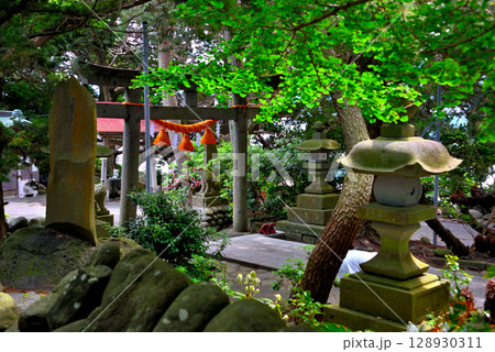 中部地方・伊豆半島・大瀬崎・淡水の神池で有名な大瀬神社、境内のイメージ・静岡県沼津市西浦(4) 128930311