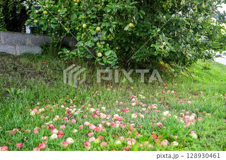 Apple tree with ripe fruits and fallen apples on green grass in summer garden Apple tree with ripe fruits and fallen apples on green grass in summer garden 128930461