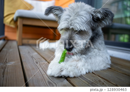 Cute fluffy dog eating green pea pod on wooden terrace Cute fluffy dog eating green pea pod on wooden terrace 128930463