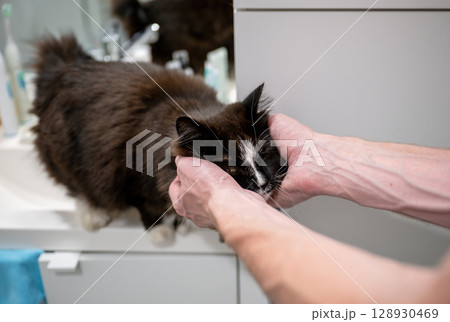 person gently scratching black and white cat chin in bathroom person gently scratching black and white cat chin in bathroom 128930469