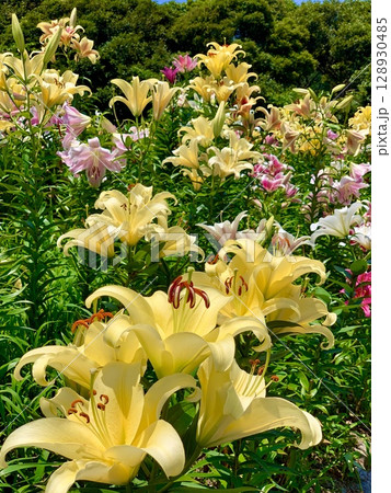 咲き競う黄色い百合〈可睡ゆりの園/静岡県袋井市〉 128930485