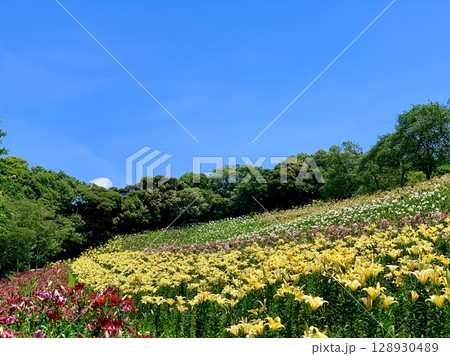 青空と新緑に映えるカラフルな百合の花畑〈可睡ゆりの園/静岡県袋井市〉 青空と新緑に映えるカラフルな百合の花畑〈可睡ゆりの園/静岡県袋井市〉 128930489