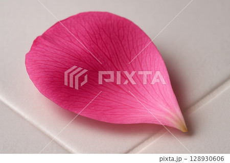 A Single Delicate Pink Rose Petal Resting on a Soft White Surface, Revealing Intricate Veins and a Gradient of Color 128930606