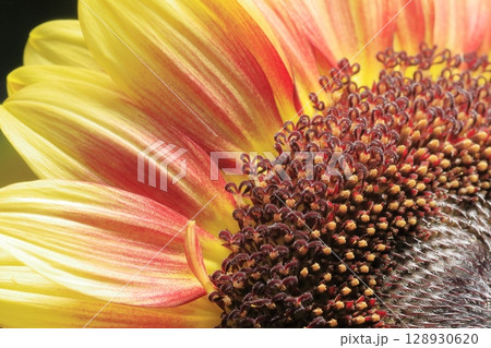 ひまわり 128930620