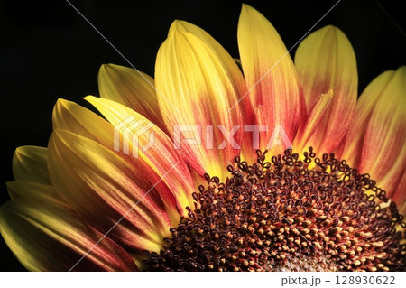 ひまわり ひまわり 128930622