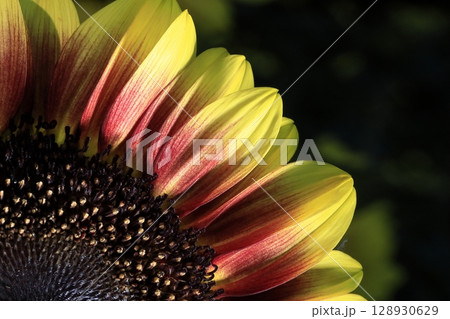 ひまわり 128930629