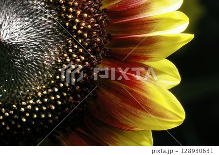 ひまわり ひまわり 128930631