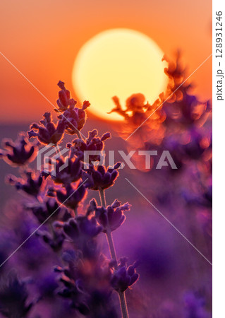 Lavender Sunset Field: Plants bloom during golden hour for aromatherapy essence under soft light. 128931246