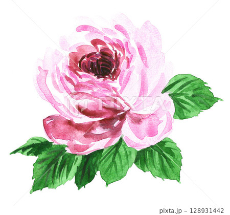 水彩で描いたピンクの薔薇25727pix7 128931442