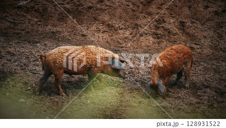 Mangalica Pigs with curly fur foraging around in earthy ground 128931522