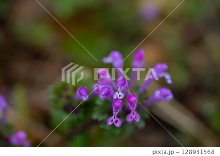 ホトケノザ 128931568