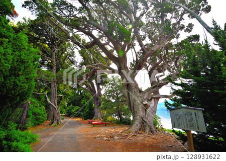 中部地方・伊豆半島・大瀬崎・大瀬神社と神池を結ぶ、ビャクシンの遊歩道・静岡県沼津市西浦(2) 中部地方・伊豆半島・大瀬崎・大瀬神社と神池を結ぶ、ビャクシンの遊歩道・静岡県沼津市西浦(2) 128931622