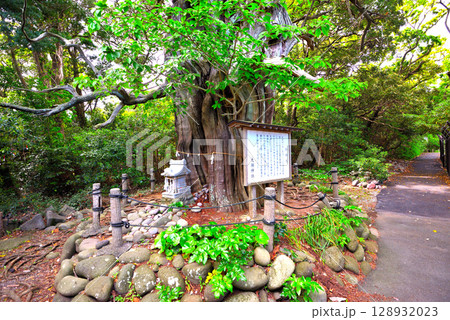 中部地方・伊豆半島・大瀬崎・岬の先端にある大瀬神社のビャクシンの御神木・静岡県沼津市西浦(1) 128932023