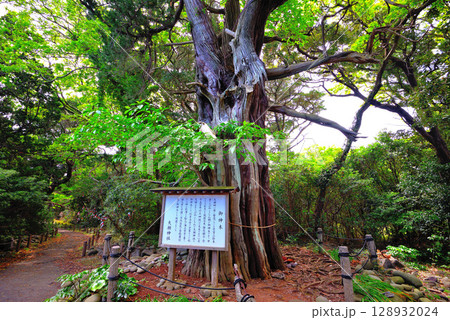 中部地方・伊豆半島・大瀬崎・岬の先端にある大瀬神社のビャクシンの御神木・静岡県沼津市西浦(2) 128932024