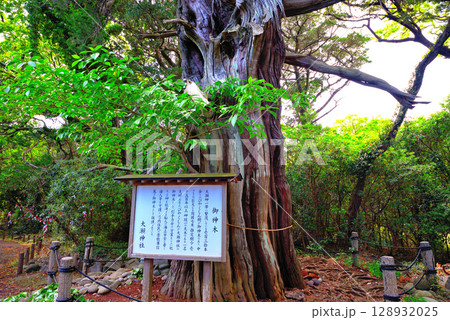 中部地方・伊豆半島・大瀬崎・岬の先端にある大瀬神社のビャクシンの御神木・静岡県沼津市西浦(3) 128932025