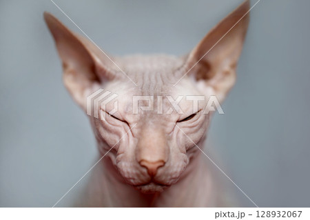 Pedigree Hairless Cat Sphinx Portrait 128932067