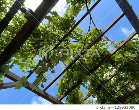 Grapevine on wooden pergola under blue sky Grapevine on wooden pergola under blue sky 128932080