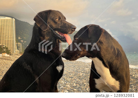 Close-up portrait of black dog outdoors 128932081