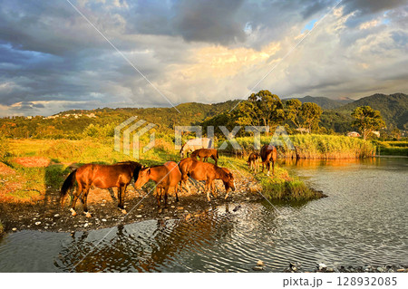 Wild horses grazing in the sunlit meadow and drinking water in the river. Beautiful sunset landscape Wild horses grazing in the sunlit meadow and drinking water in the river. Beautiful sunset landscape 128932085