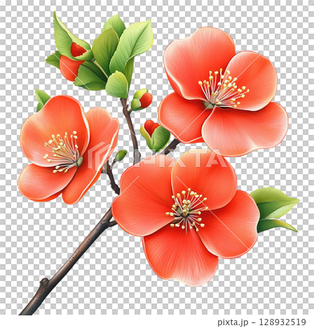 Quince Flower Blooms on Branch with Green Leaves 128932519