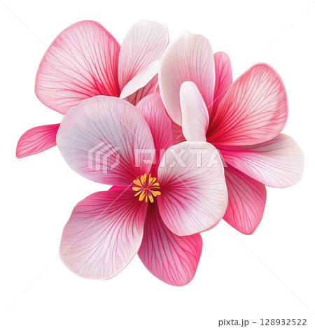 Beautiful Cyclamen Flower Arrangement Beautiful Cyclamen Flower Arrangement 128932522
