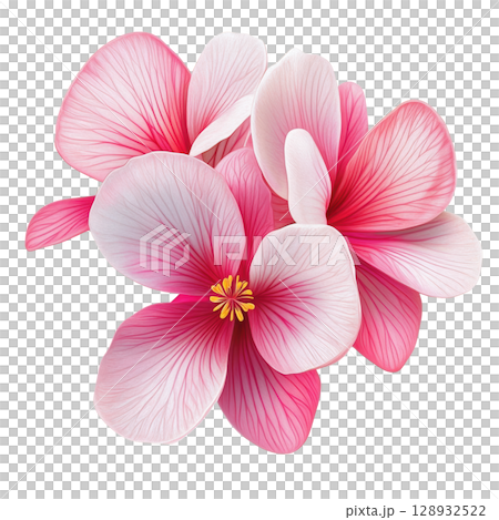 Beautiful Cyclamen Flower Arrangement Beautiful Cyclamen Flower Arrangement 128932522