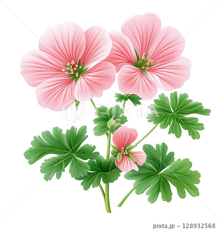 Pink Hardy Geranium Flower with Green Leaves 128932568