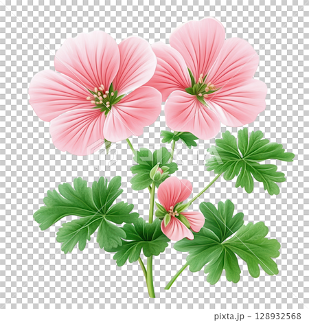 Pink Hardy Geranium Flower with Green Leaves 128932568