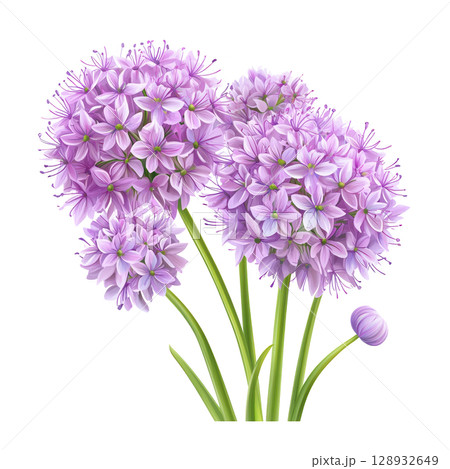 Vibrant Allium Flowers in Bloom 128932649