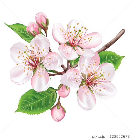 Beautiful Cherry Blossom Flower Arrangement Beautiful Cherry Blossom Flower Arrangement 128932678